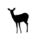 Capreolus capreolus
