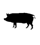 Capreolus capreolus