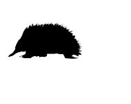 Capreolus capreolus