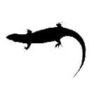 Capreolus capreolus