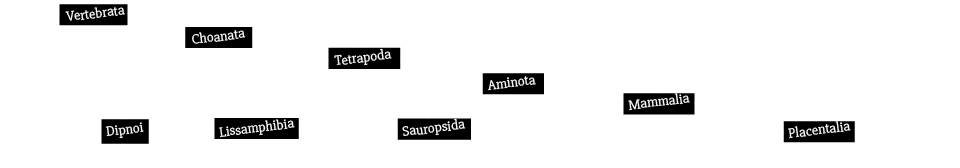 stammbaum