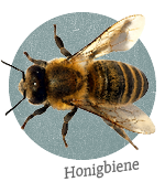 Honigbiene