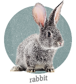 Rabbit
