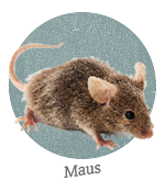 Maus