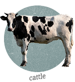 Cattle