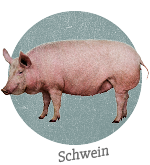 Schwein