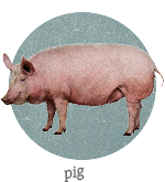 Pig