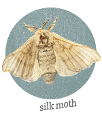 silk moth