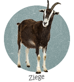 Ziege